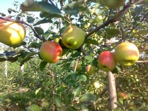 山東蘋果山東藤木蘋果批發(fā)