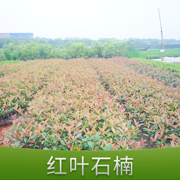 供應(yīng)金華何氏紅葉石楠 綠化石楠苗 紅葉石楠樹苗 紅葉石楠球