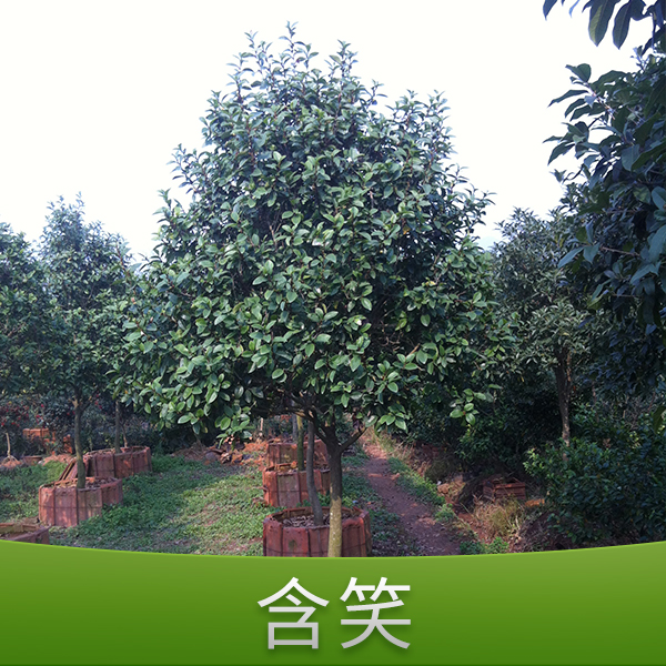 供應(yīng)金華何氏含笑  浙江含笑  含笑花苗價(jià)格