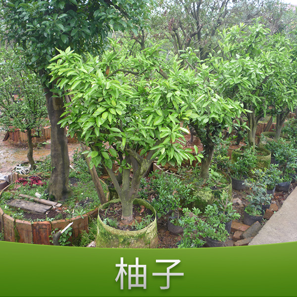 供應(yīng)柚子 農(nóng)作物種子 水果苗木 柚子樹苗 柚子種苗 柚子樹