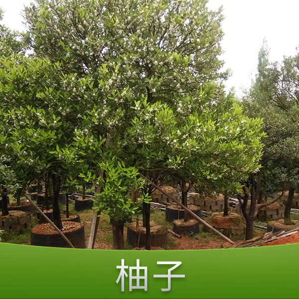 供應(yīng)柚子 農(nóng)作物種子 水果苗木 柚子樹苗 柚子種苗 柚子樹