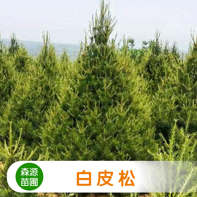 供應(yīng)森源白皮松 白皮松種子批發(fā) 白皮松樹(shù)供應(yīng)商 白皮松樹(shù)苗報(bào)價(jià)