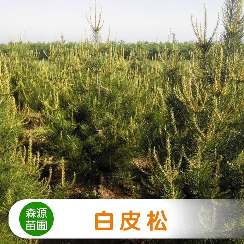 山西白皮松小苗，山西白皮松小苗價格，山西白皮松報價，山西白皮松大量訂購