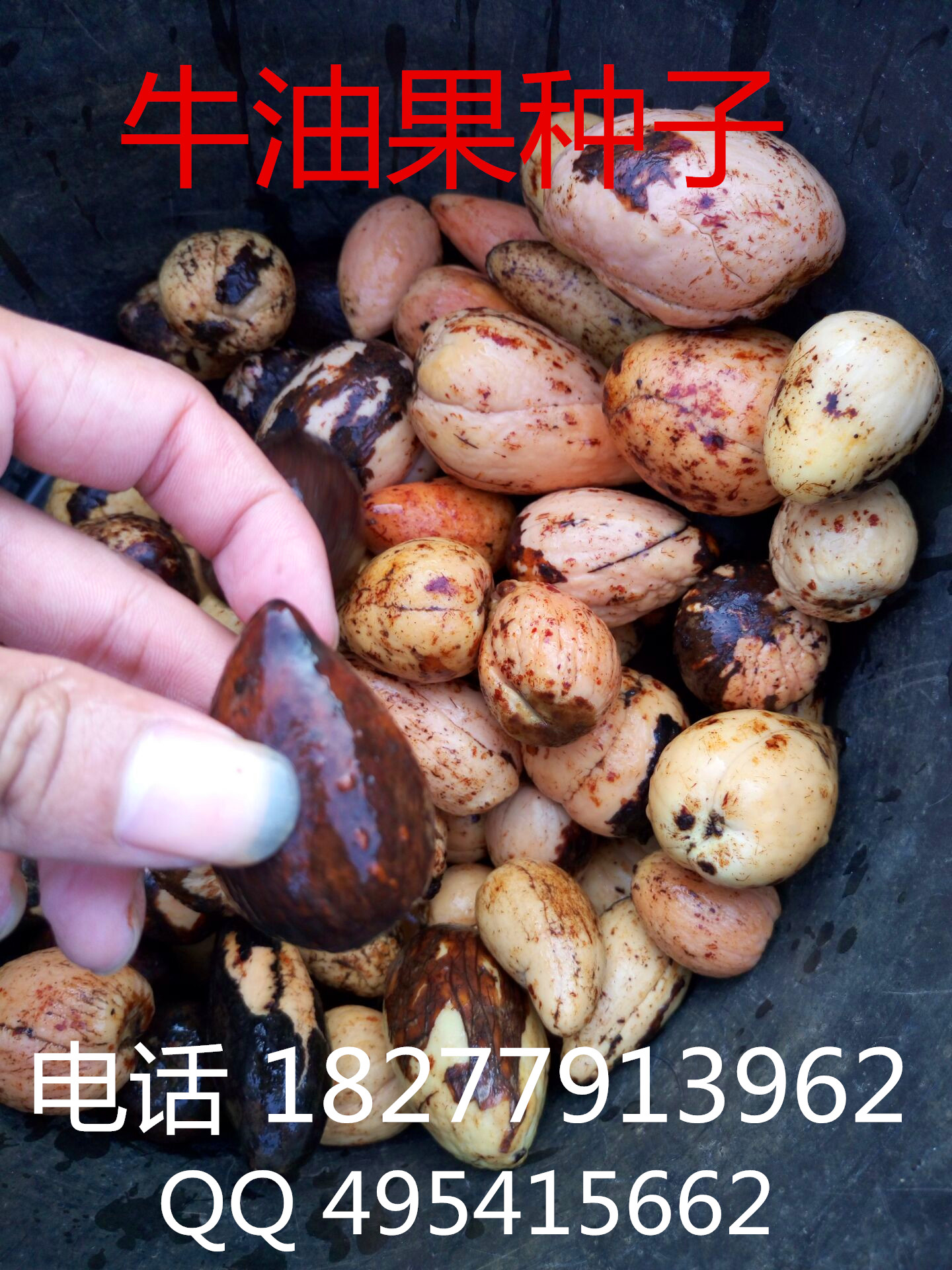 供應(yīng)用于種植的牛油果苗 牛油果種子 辣木苗