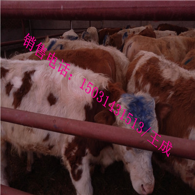 供應(yīng)肉牛犢種苗肉牛犢價格行情