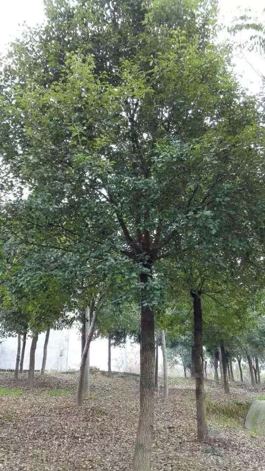 移栽香樟 供應(yīng)四川15-18-20--22公分移栽香樟、香樟之鄉(xiāng)