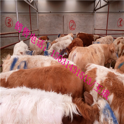 供應(yīng)肉牛犢種苗肉牛犢價格行情