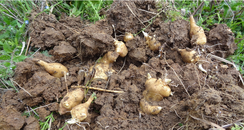 供應(yīng)安徽洋姜，安徽洋姜價(jià)格，安徽洋姜批發(fā)商