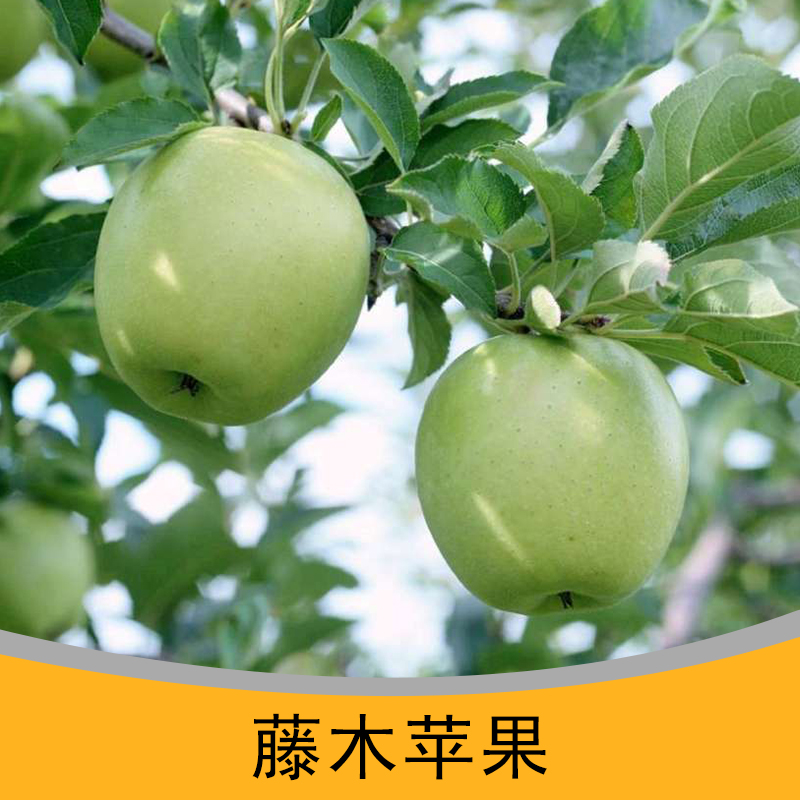 藤木蘋果批發(fā)多少錢一斤，山東藤木蘋果批發(fā)，藤木蘋果批發(fā)價格 山東藤木蘋果批發(fā)價錢