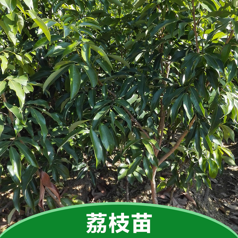 糯米糍荔枝苗 糯米糍荔枝價(jià)格 糯米糍荔枝批發(fā) 糯米糍荔枝多少錢