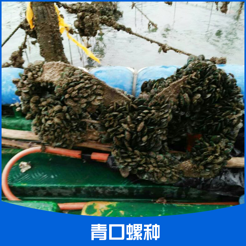 供應(yīng)湛江青口螺種 東海島青口螺苗種供應(yīng)商 青口螺種苗報價