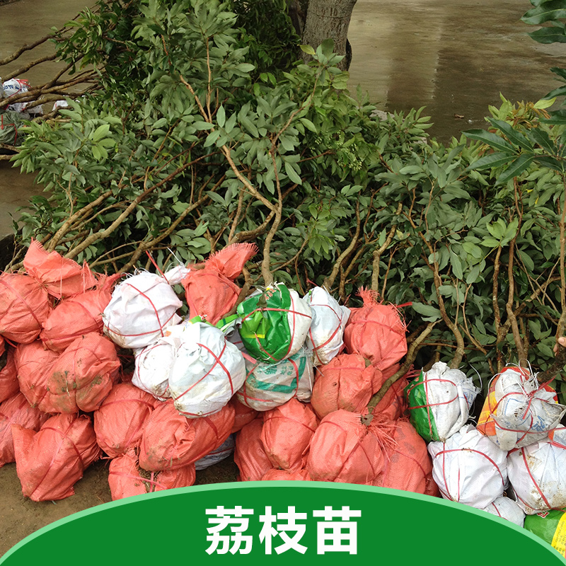 四川荔枝苗 四川荔枝苗批發(fā) 四川荔枝苗報(bào)價(jià) 四川荔枝苗多少錢(qián)