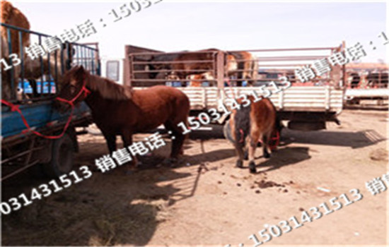 供應(yīng)品種架子牛