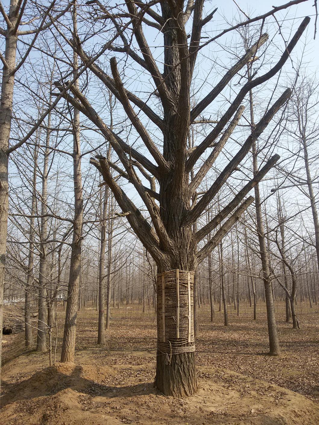 供應(yīng)移栽銀杏樹｛銀杏熟樹｝成活率高