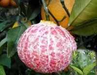 柳州市優(yōu)質(zhì)*拉紅肉臍橙優(yōu)惠報價臍橙苗價格