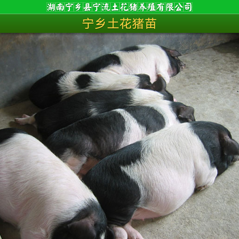 寧流土花豬養(yǎng)殖供應(yīng)寧鄉(xiāng)土花豬苗、花豬種苗|肉豬種苗 湖南花豬養(yǎng)殖批發(fā)