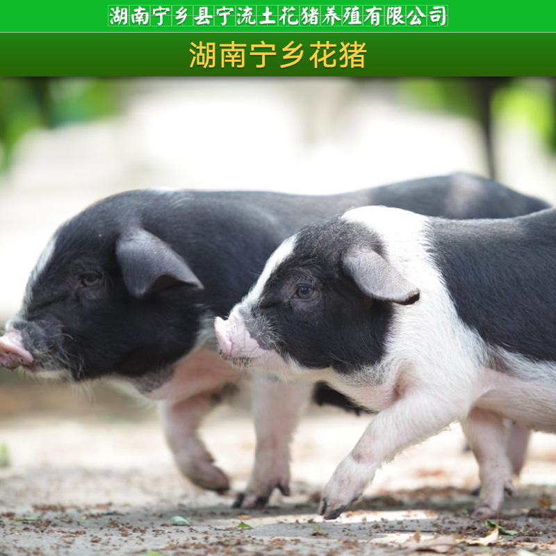 湖南寧鄉(xiāng)土花豬價(jià)格-寧鄉(xiāng)土花豬-寧鄉(xiāng)花豬-湖南寧鄉(xiāng)花豬