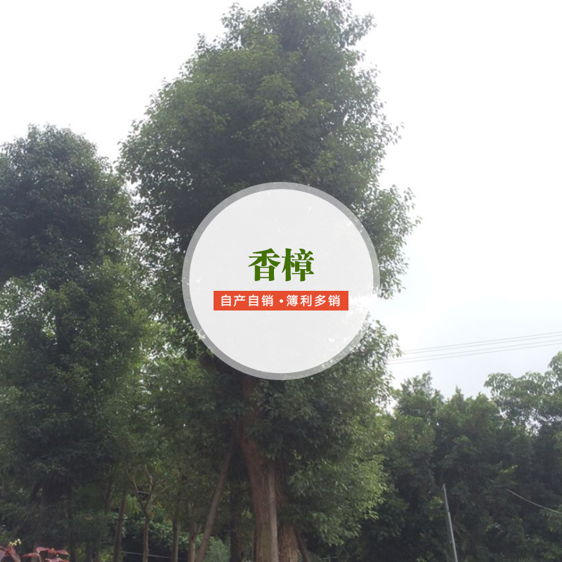 供應(yīng)香樟供應(yīng)商 香樟種植要求 香樟種植基地 香樟廠家批發(fā)