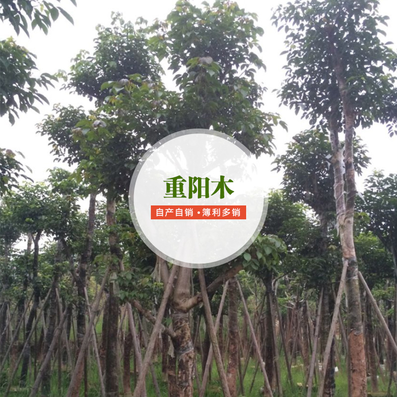 供應(yīng)重陽木批發(fā)商 重陽木栽培技術(shù) 重陽木種植要求 景觀重陽木