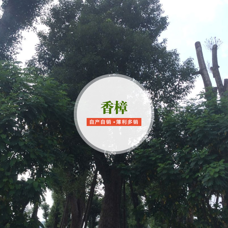 供應(yīng)香樟供應(yīng)商 香樟種植要求 香樟種植基地 香樟廠家批發(fā)