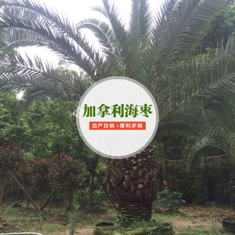 供應加拿利海棗供應商 景觀加拿利海棗 加拿利海棗廠家批發(fā)