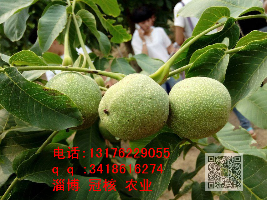 真假嫁接苗區(qū)別以及原種苗與嫁接苗