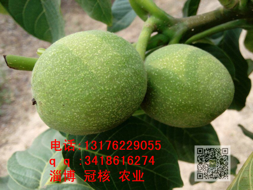 核桃苗，核桃樹(shù)苗，薄皮核桃苗 核桃樹(shù)多長(zhǎng)時(shí)間結(jié)果,核桃苗幾年可 冠核一號(hào)批發(fā)銷售
