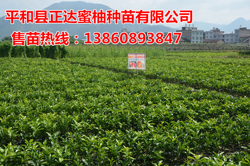供應(yīng)三紅蜜柚新品種三紅蜜柚——平和正達(dá)蜜柚種苗有限公司