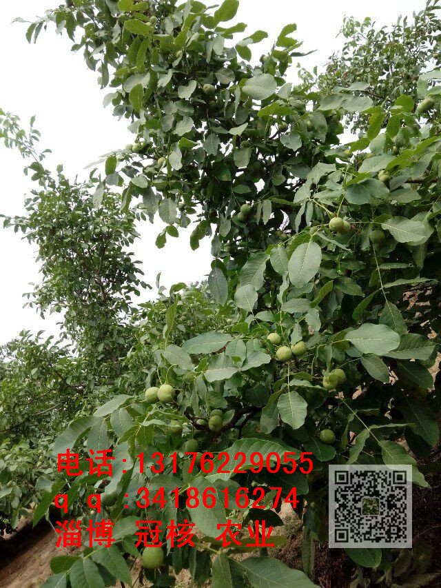 洛陽冠核一號核桃樹苗出售，早實(shí)優(yōu) 洛陽冠核一號核桃樹苗出售早實(shí)薄皮