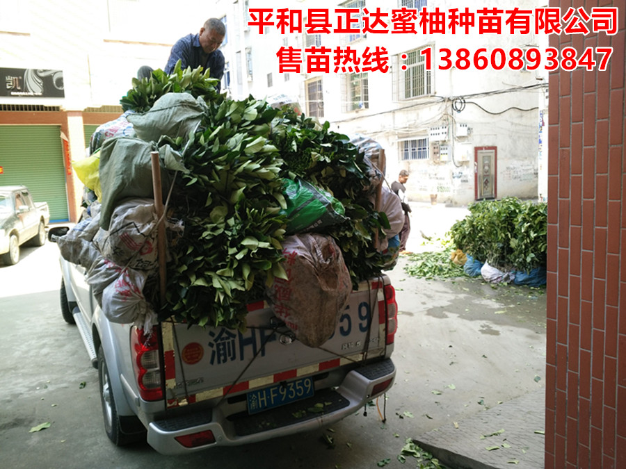 供應三紅蜜柚苗紅皮紅肉蜜柚苗批發(fā)采購