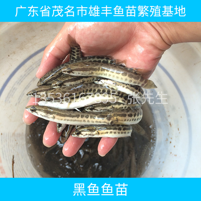供應(yīng)黑魚魚苗 黑魚魚苗養(yǎng)殖技術(shù) 黑魚魚苗報價 淡水黑魚