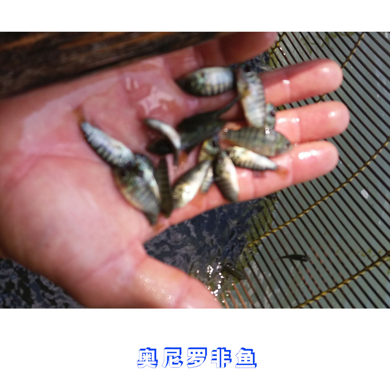 供應奧尼羅非魚 羅非魚種苗批發(fā) 羅非魚苗供應商 羅非魚價格