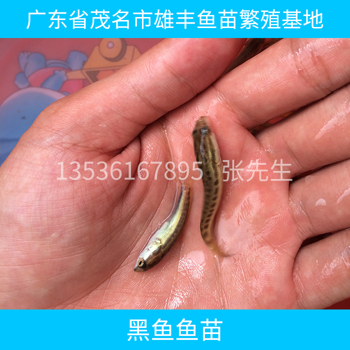 供應(yīng)黑魚魚苗 黑魚魚苗養(yǎng)殖技術(shù) 黑魚魚苗報價 淡水黑魚