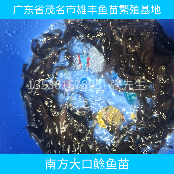 供應南方大口鯰魚苗供應商 南方大口鯰魚苗報價 南方大口鯰魚苗養(yǎng)殖場