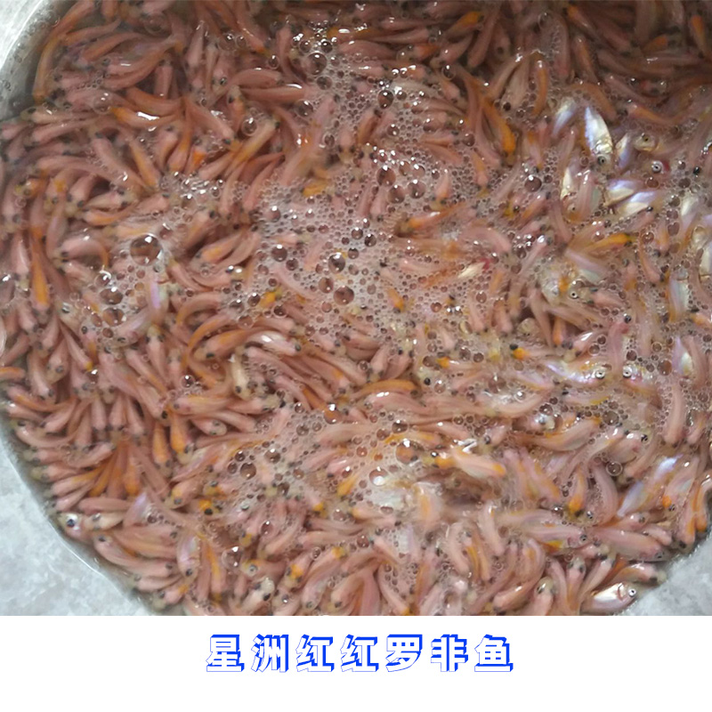 星洲紅紅羅非魚價格 星洲紅紅羅非魚養(yǎng)殖 紅羅非魚種苗批發(fā)