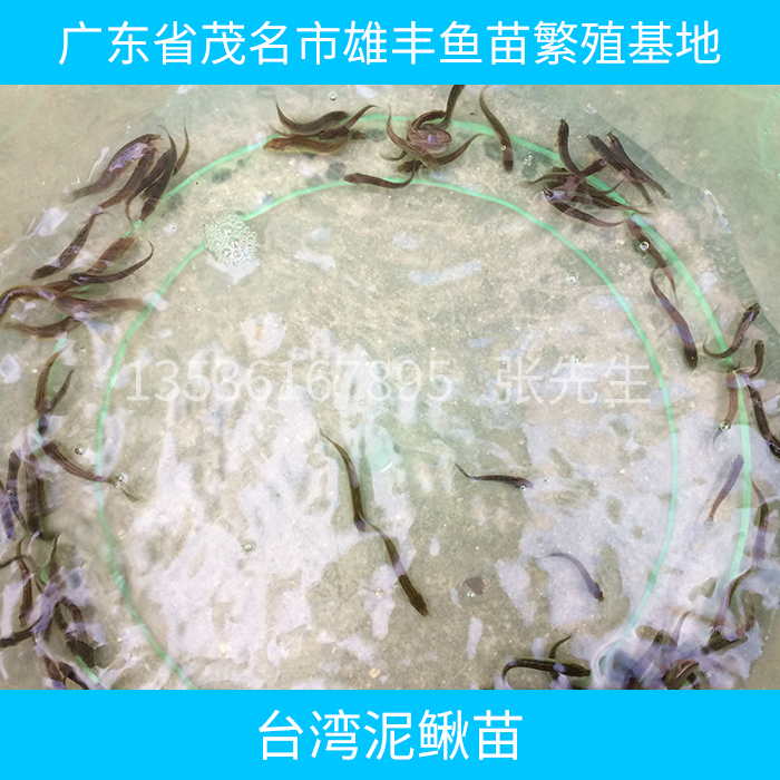 供應(yīng)臺灣泥鰍苗 臺灣泥鰍苗批發(fā) 臺灣泥鰍苗養(yǎng)殖技術(shù) 臺灣泥鰍苗報價