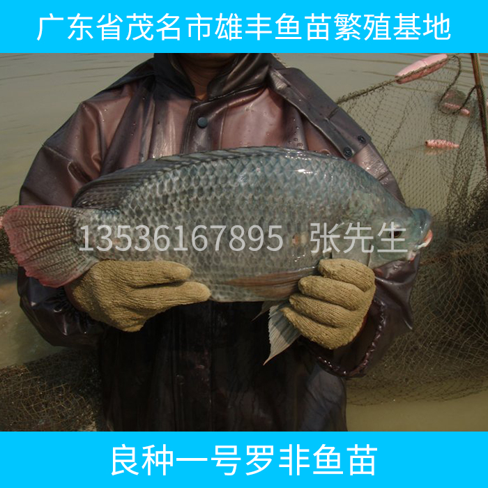 岑溪羅非魚苗批發(fā) 岑溪羅非魚苗良種苗出售 岑溪羅非魚繁育基地
