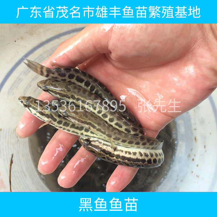 供應(yīng)黑魚魚苗 黑魚魚苗養(yǎng)殖技術(shù) 黑魚魚苗報價 淡水黑魚
