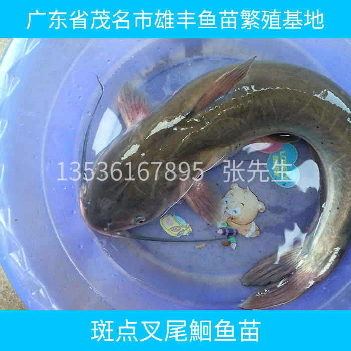 供應(yīng)斑點(diǎn)叉尾鮰魚苗 斑點(diǎn)叉尾鮰魚苗批發(fā) 斑點(diǎn)叉尾鮰魚苗報(bào)價(jià)