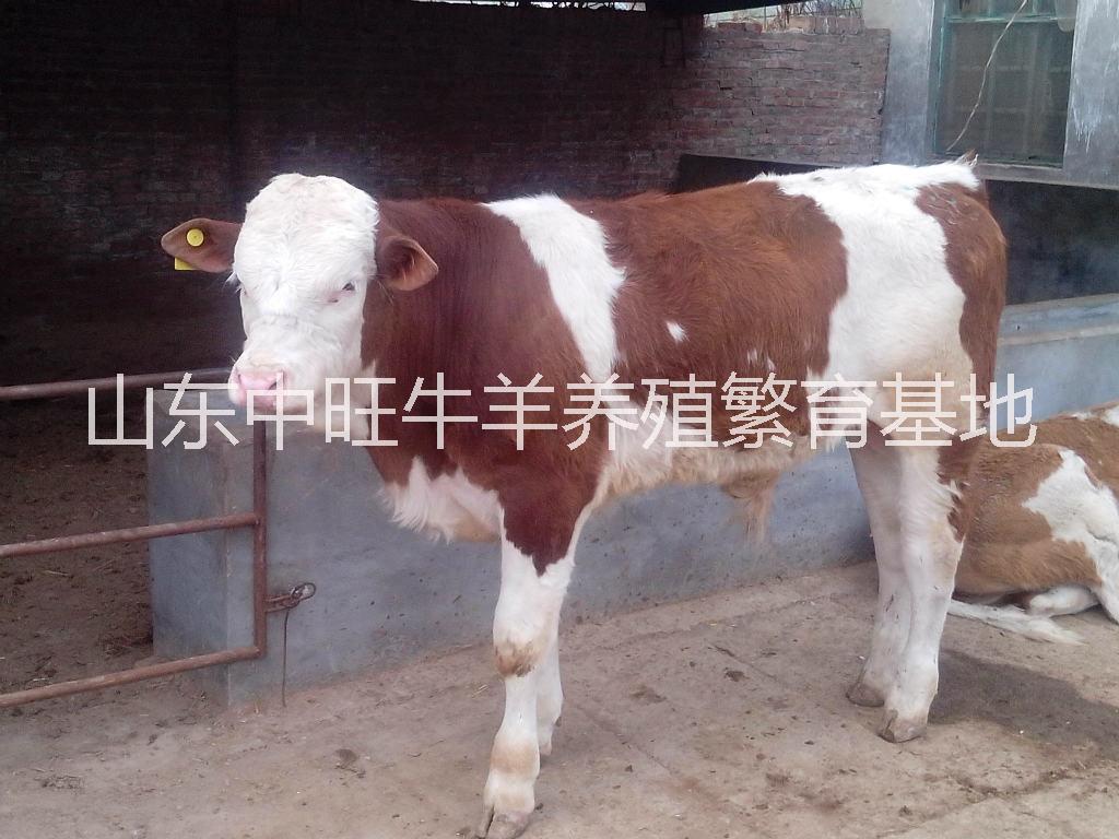 西門塔爾牛價格，福建純種西門塔爾牛養(yǎng)殖基地