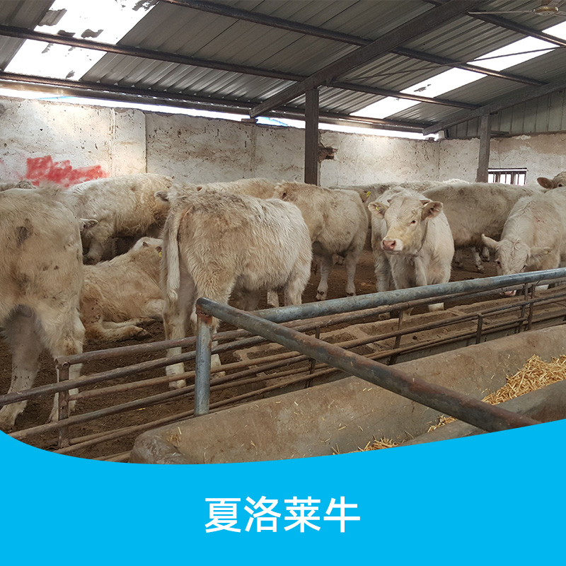 供應(yīng)山東夏洛萊牛 夏洛萊牛養(yǎng)殖場 夏洛萊牛繁殖基地 夏洛萊牛批發(fā)