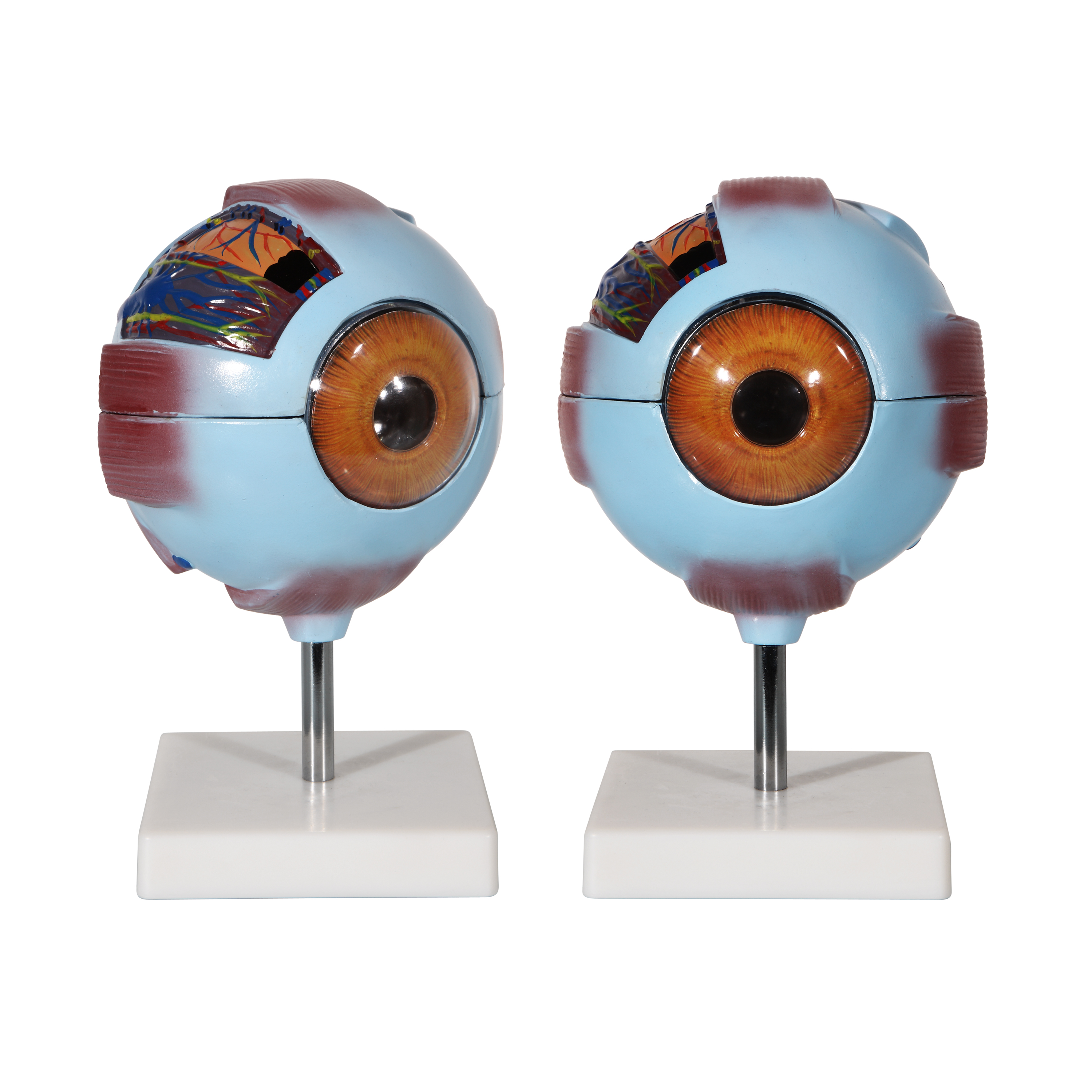 供應(yīng)眼球*模型教學(xué)講解*