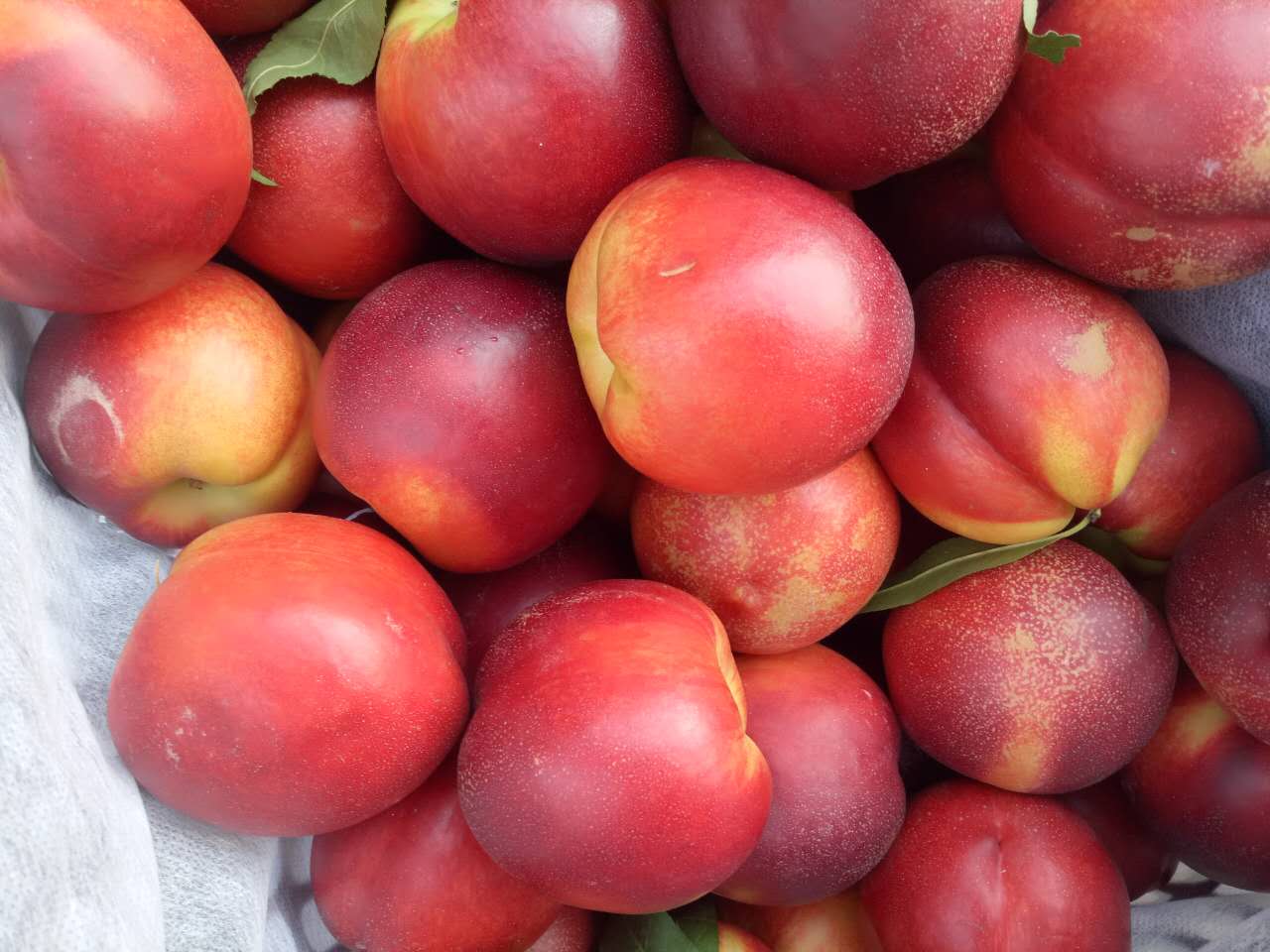 山東大油桃批發(fā)，山東大油桃批發(fā)價格，山東大油桃價格，山東大油桃