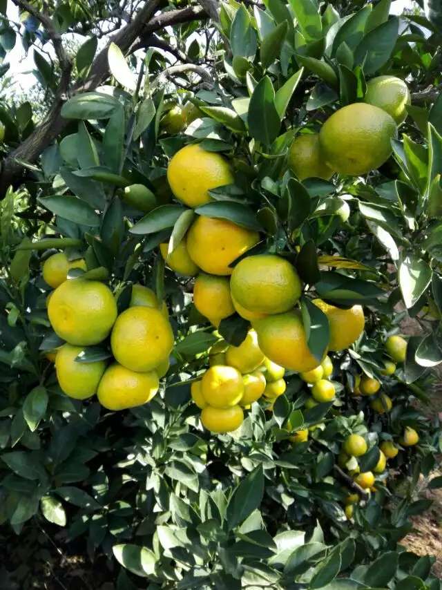 *湖北蜜桔  產(chǎn)地直銷湖北特產(chǎn)蜜桔新鮮水果桔子天然有機甜蜜橘