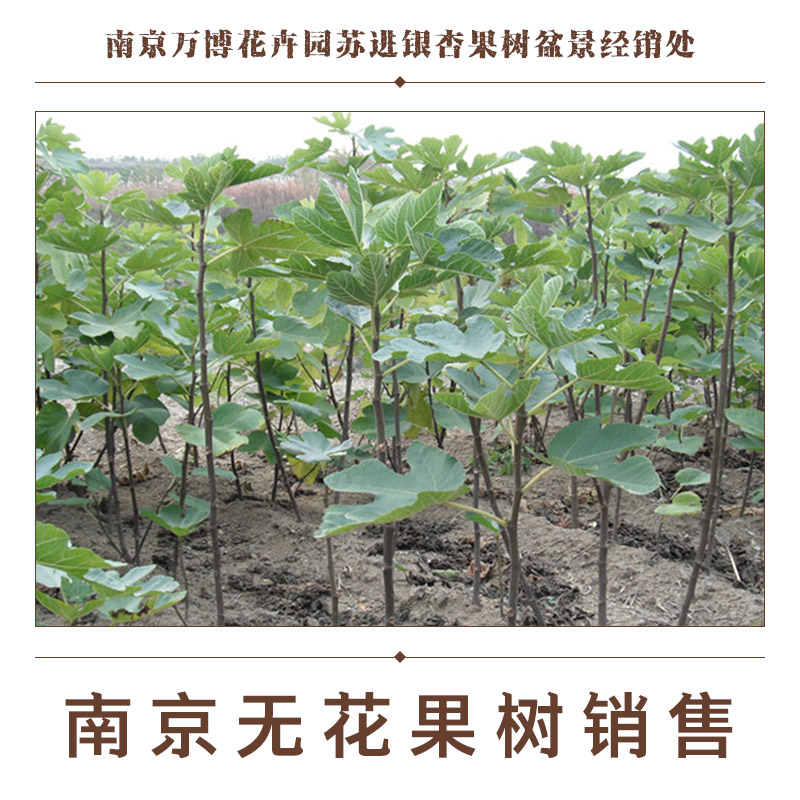 供應(yīng)南京無(wú)花果樹(shù)銷售 無(wú)花果樹(shù)樹(shù)苗報(bào)價(jià) 無(wú)花果樹(shù)苗 無(wú)花果樹(shù)種植基地