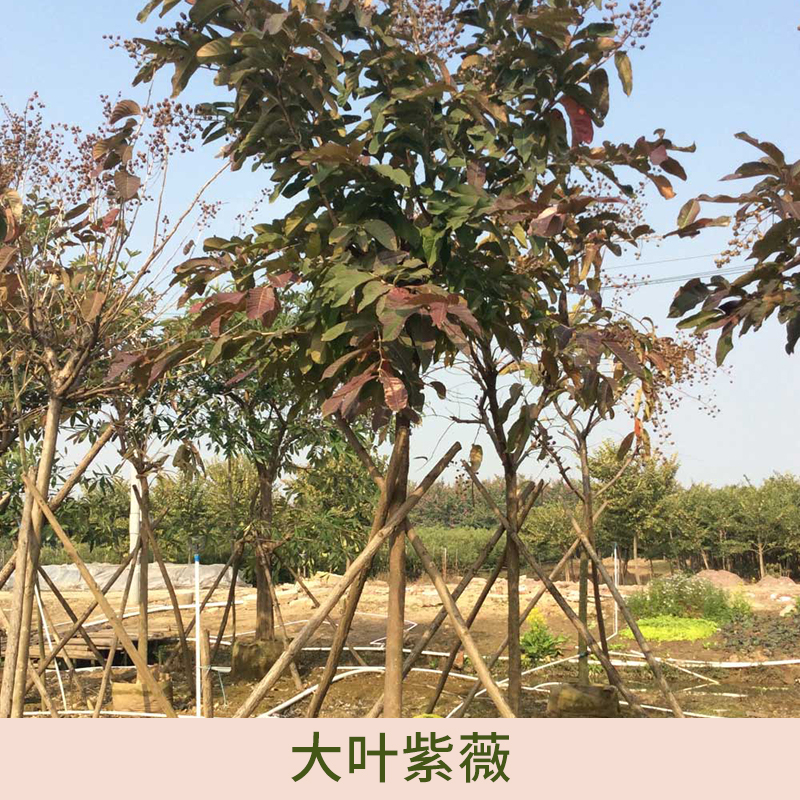 廣東和昌花木場(chǎng)供應(yīng)大葉紫薇、園林大葉紫薇|觀賞性大葉紫薇苗木