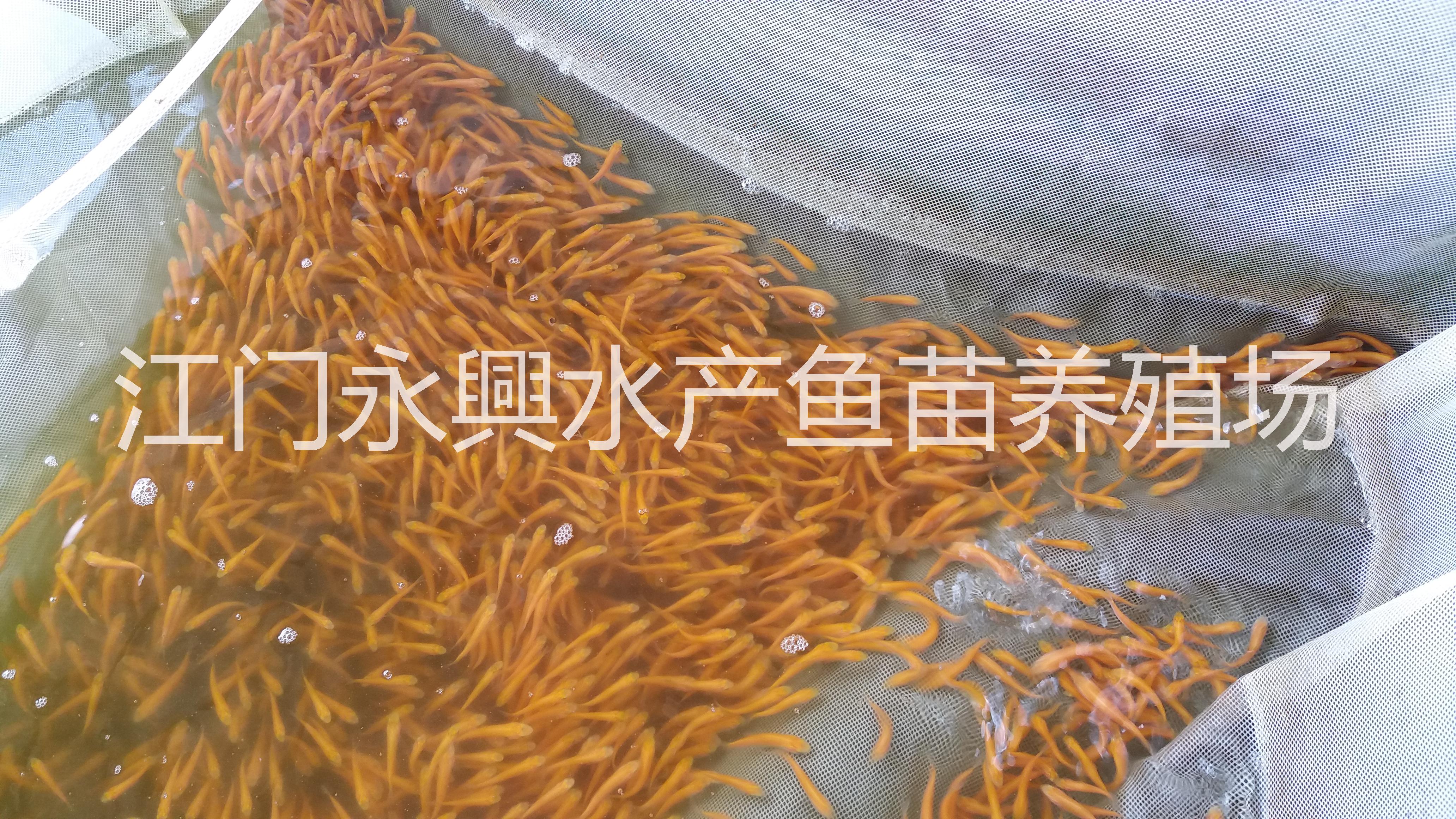 廣東星洲紅羅非魚批發(fā)價(jià)格 紅羅非魚種苗批發(fā) 水產(chǎn)育苗養(yǎng)殖場