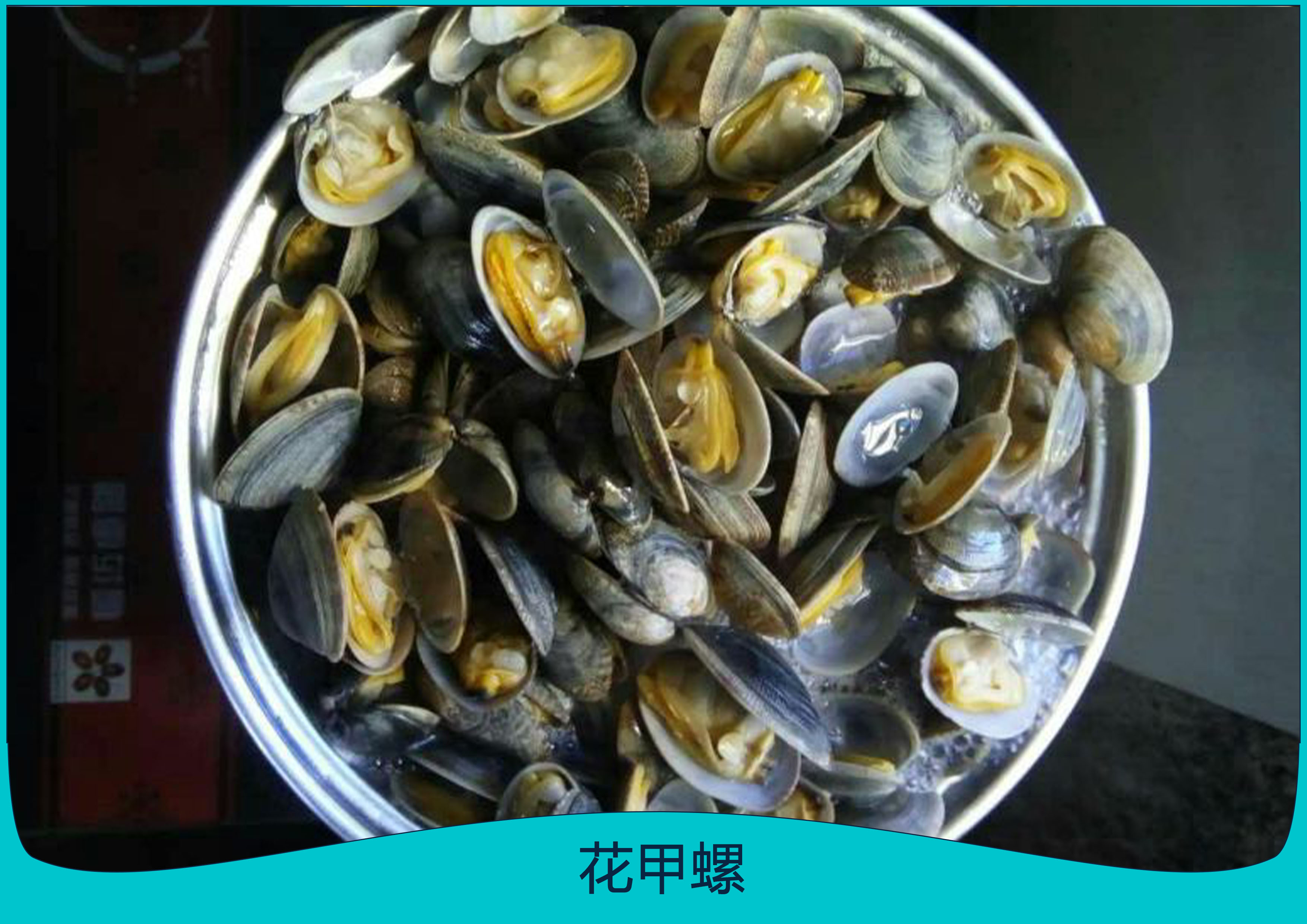 供應(yīng)花甲螺 花甲螺報價 東海島花甲螺供應(yīng)商