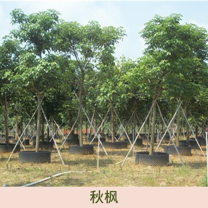 廣東行道樹秋楓種植基地 廣東行道樹秋楓批發(fā)商 廣東行道樹秋楓供貨商