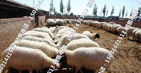 供應(yīng)肉牛犢Q(mào)*格銷售